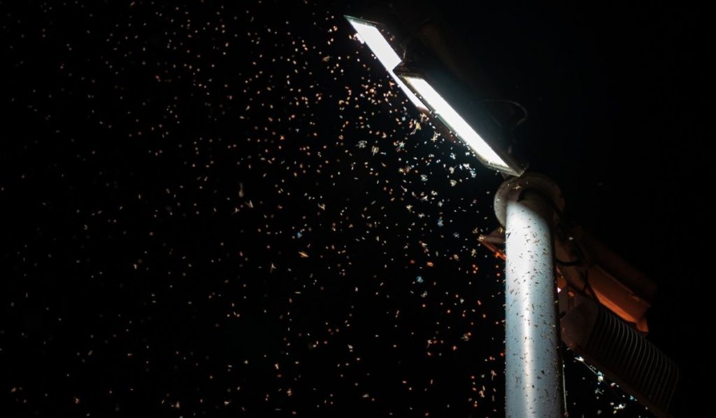 Swarm of insects attracted to a street light