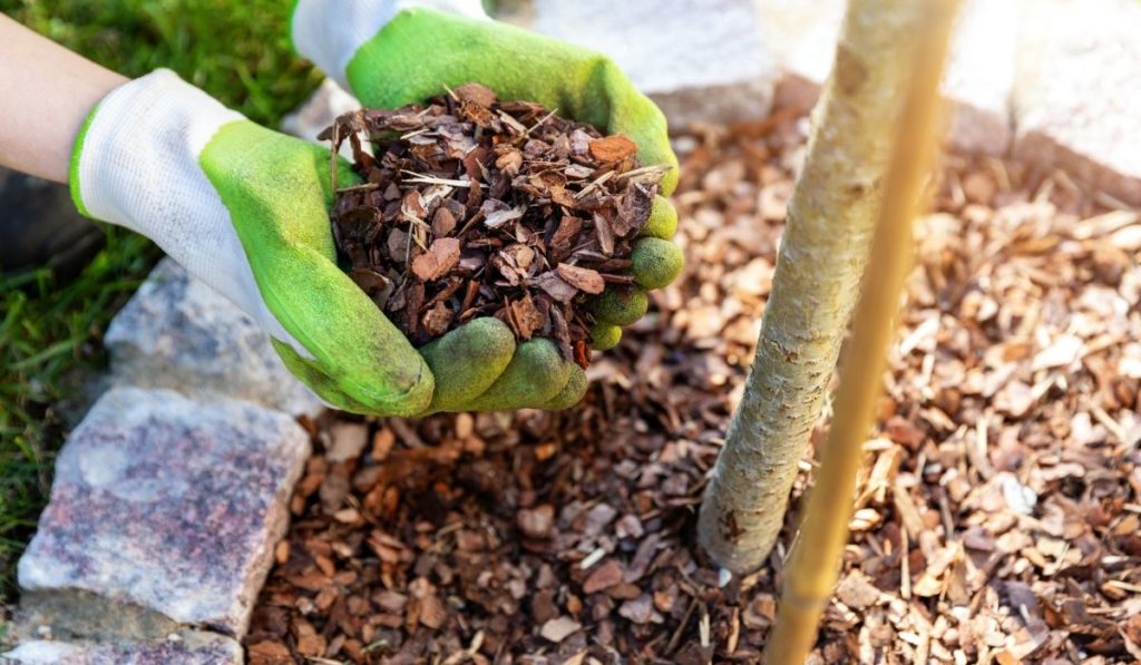 Mulching flowerbed with pine tree bark mulch