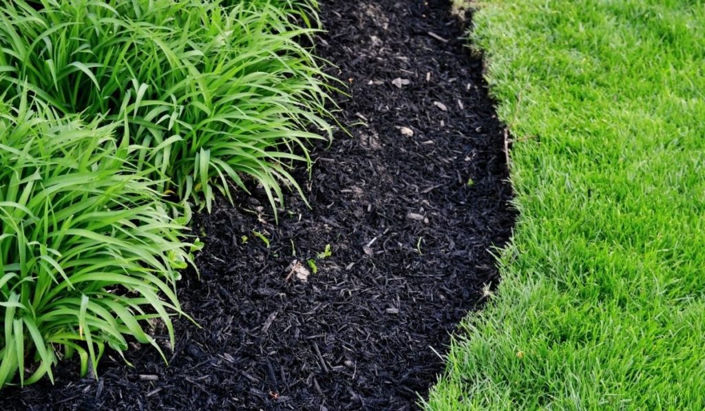 Perfectly cut edge of lawn next to fresh mulch in public greenery