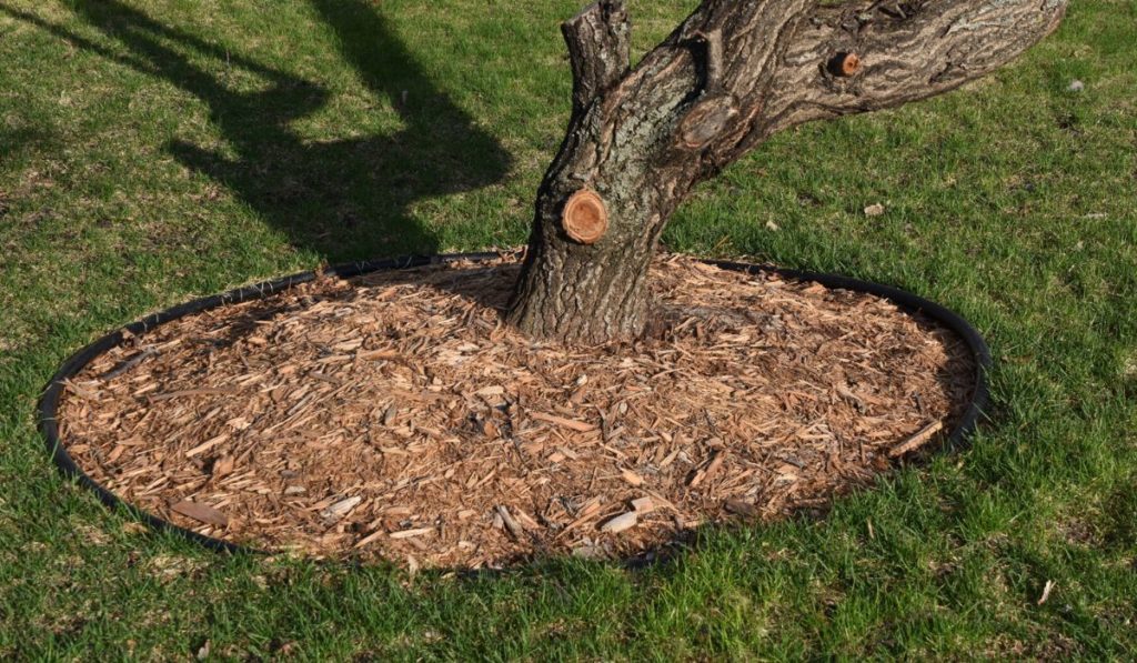 Mulch and shredded bark surround the base of a tree 