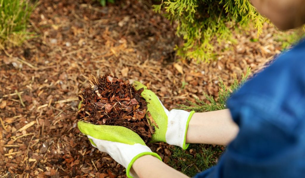 mulching conifer bed with pine tree bark mulch