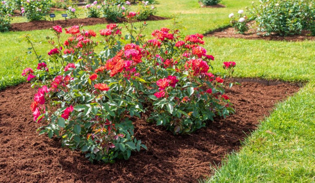 rose blooms in a mulched flower bed