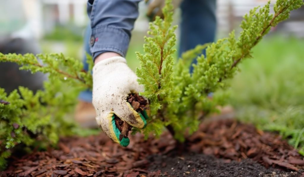 Gardener mulching with pine bark juniper plants in the yard