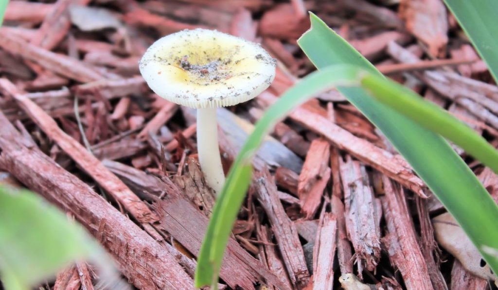 Small white mushroom in the garden mulch