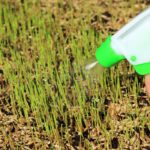 A Watering Guide For Healthy New Grass Seed