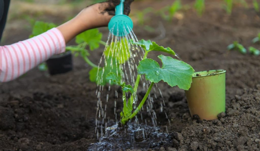 A child is watering a plant in the garden