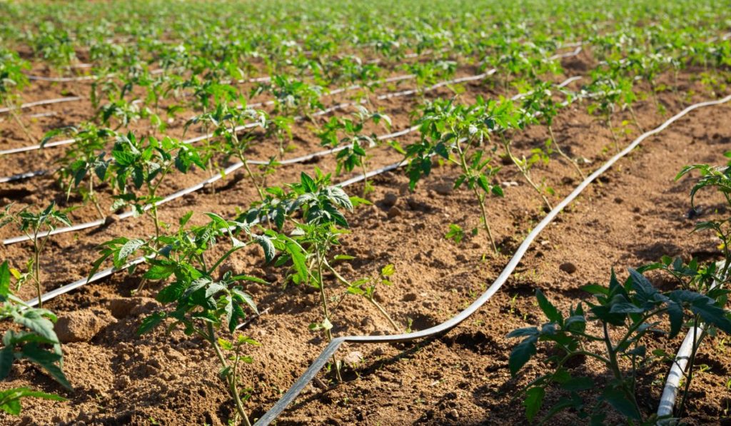 Automatic drip irrigation system for tomato seedlings in a field 