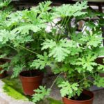 How To Grow A Beautiful, Healthy Citronella Plant