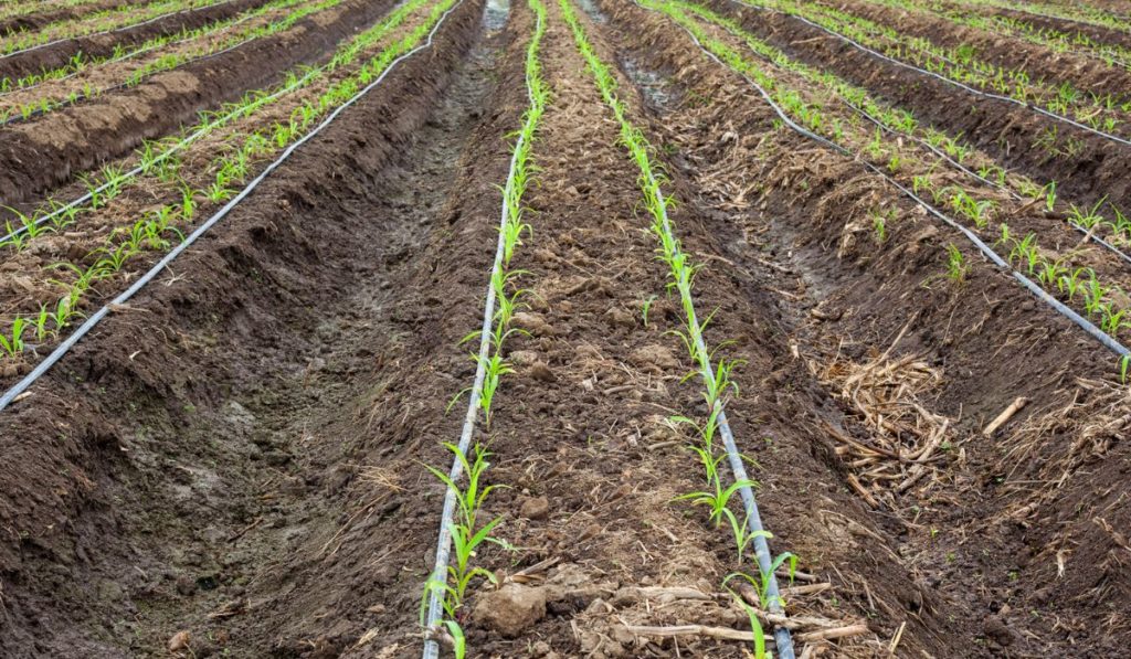 Corn field growing with drip irrigation 