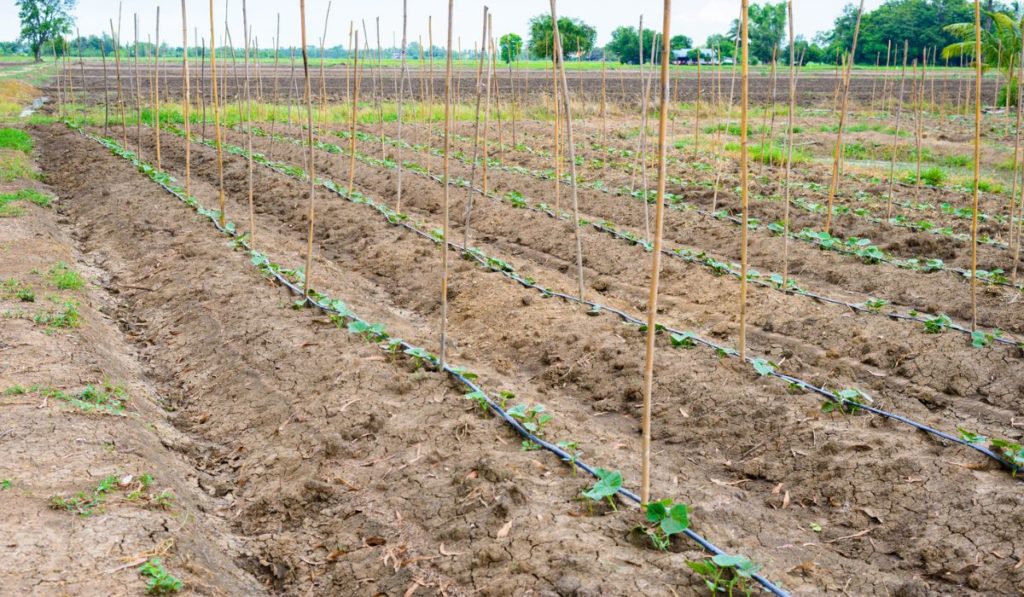 Cucumber field growing with drip irrigation system