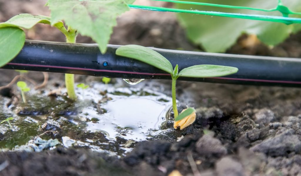 Cultivation of cucumbers 