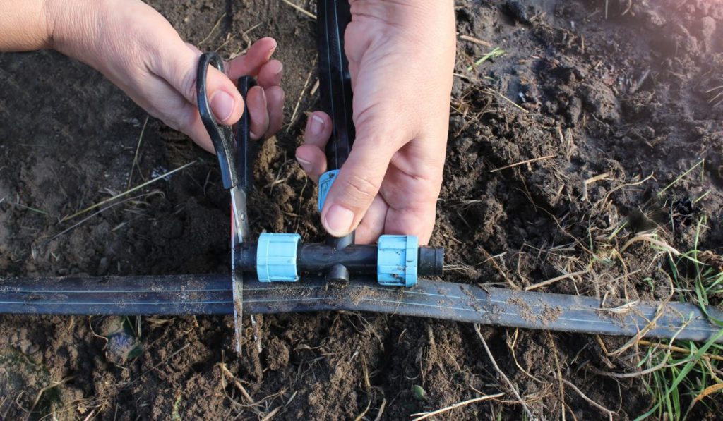 Farmer installing drop irrigation system