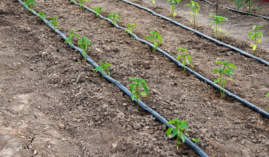 Greenhouse with organic pepper plants and drip irrigation system