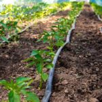 Does Drip Irrigation Conserve Water?