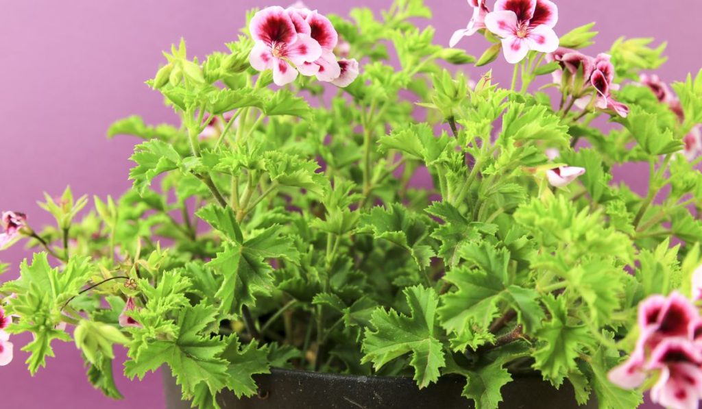 Scented Geranium Pelargonium Crispum on purple background 