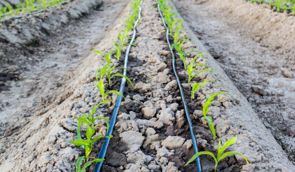 Small corn field with drip irrigation in farm