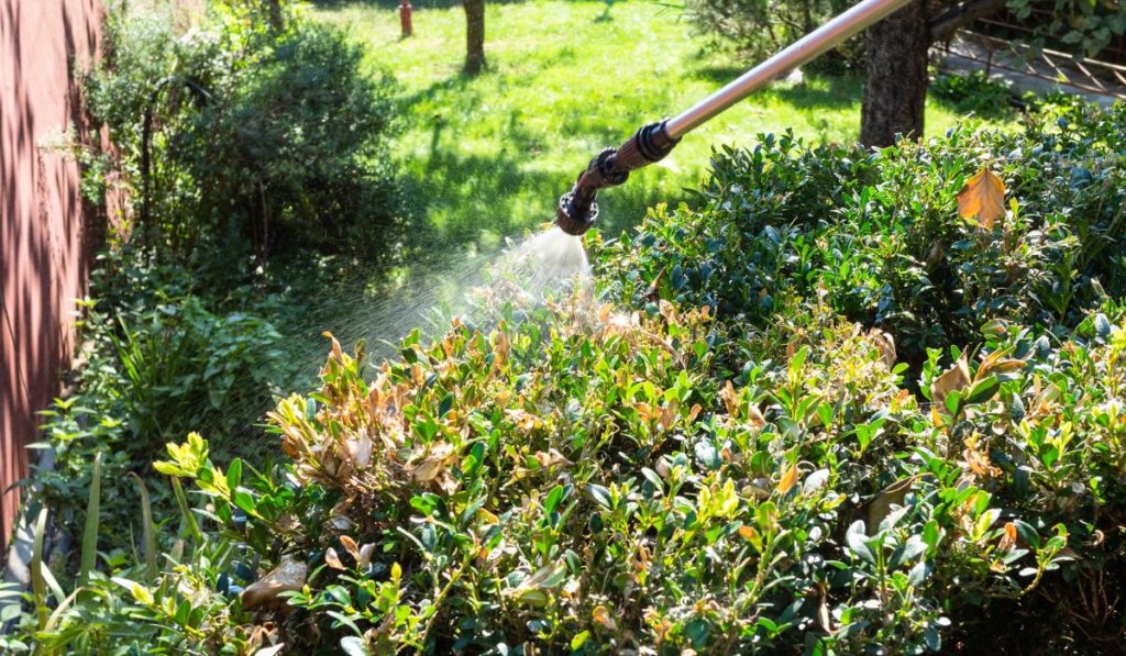 Spraying diseased boxwood with pesticide in yard 