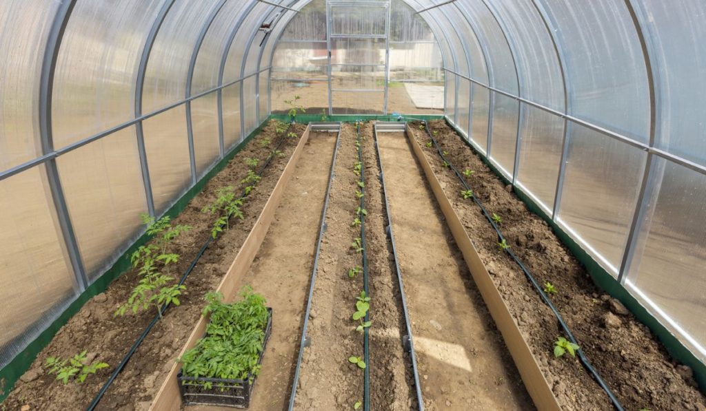 Vegetables in greenhouse drip irrigation