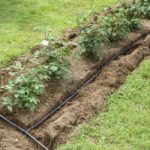 Should A Drip Irrigation Line Be Buried?