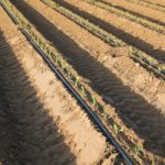 Should You Bury A Drip Irrigation Line?