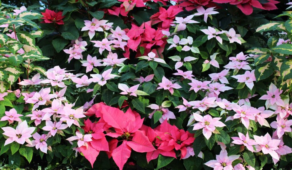 A Holiday Display Filled with Red Poinsettias and Light Pink Poinsettias