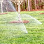 A Watering Guide For Fescue Grass
