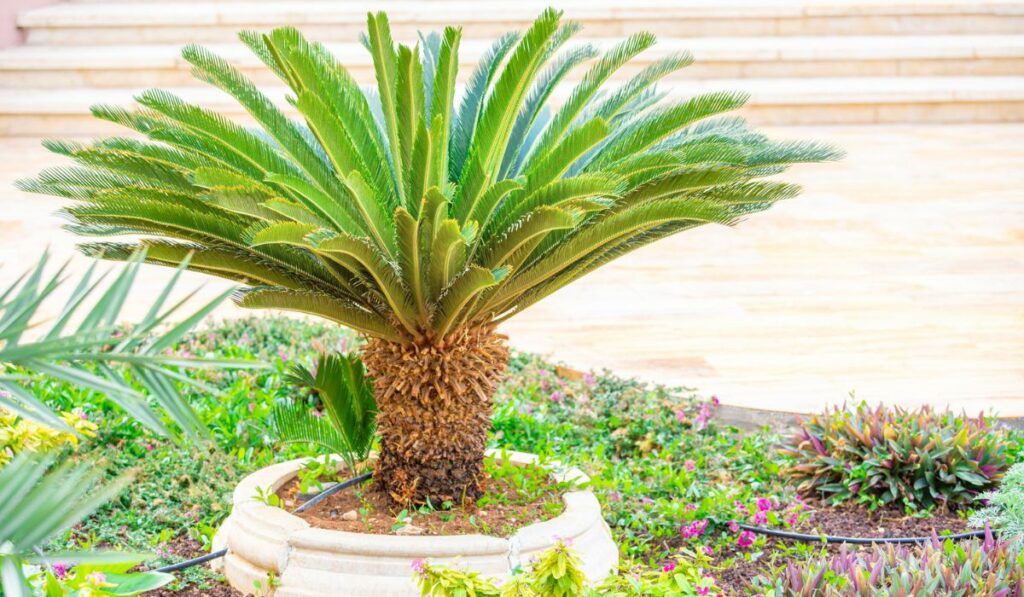 Beautiful stunted dwarf palm trees with automatic watering system