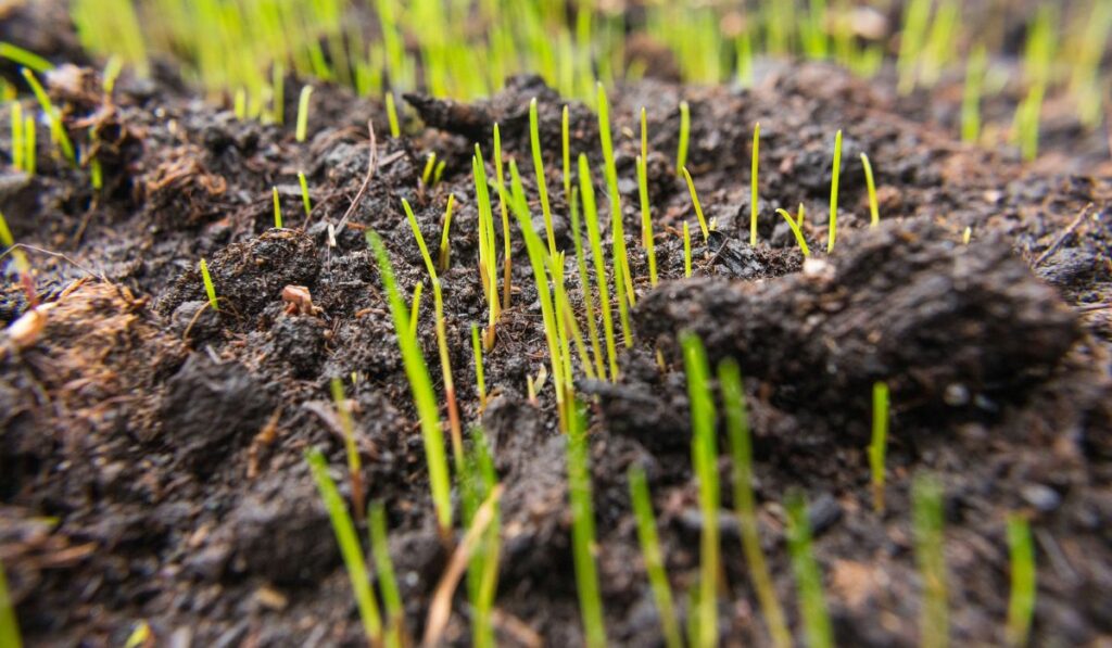 Closeup of fresh green grass seeds that begin to germinate