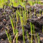 Watering New Grass Seeds: When To Start And When To Stop