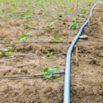 How Often Should A Drip Irrigation System Run?
