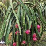 A Guide To Caring For Your Dragon Fruit Plant 