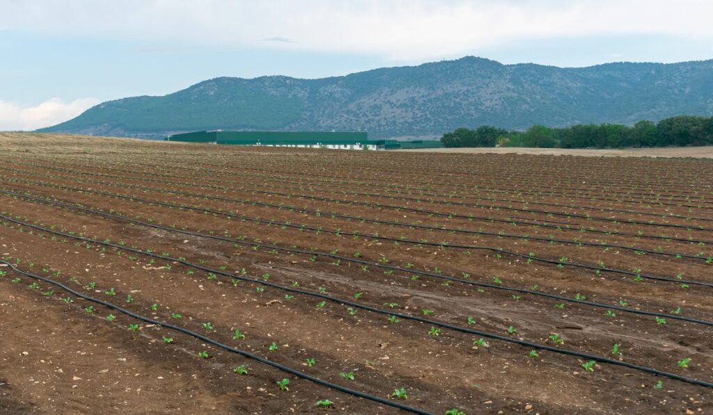 Drip irrigation system watering organic plants in the field