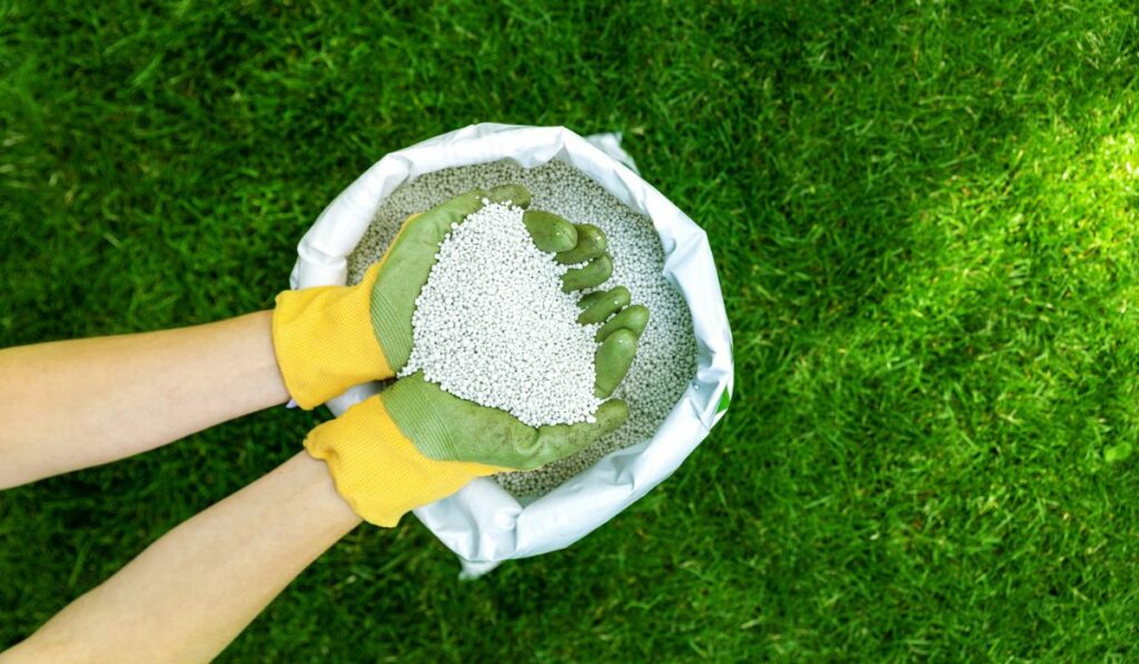 Feeding lawn with granular fertilizer for perfect green grass