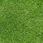 How To Water Bermuda Grass: Frequency, Amount & Best Time