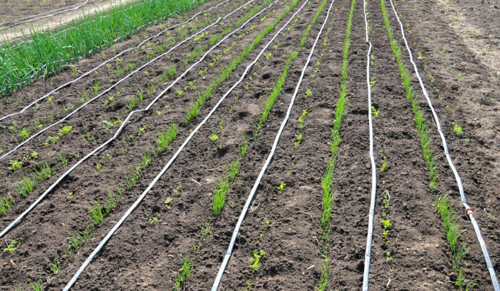 Growing vegetables using drip irrigation