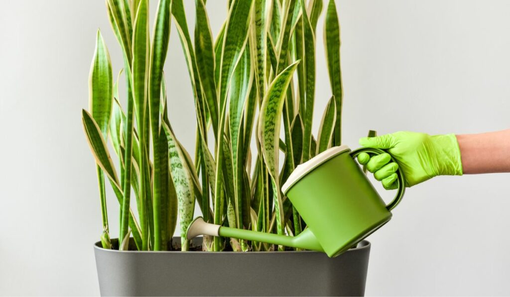 Hand with a watering can waters a houseplant