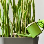 How To Maintain A Thriving Snake Plant: Watering, Trimming & More