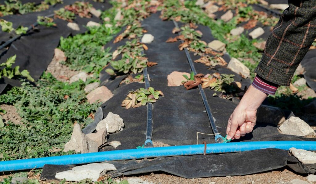 Long beds of strawberries covered with agrofibre