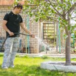 Beginners Guide To Watering Trees