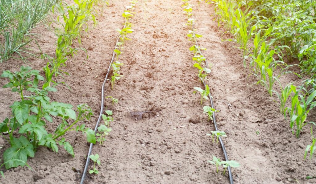 Modern system in agronomy drip irrigation to save water and freshness and nutrition of plants in the garden