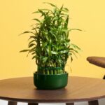 The Best Way To Care For Lucky Bamboo Plants