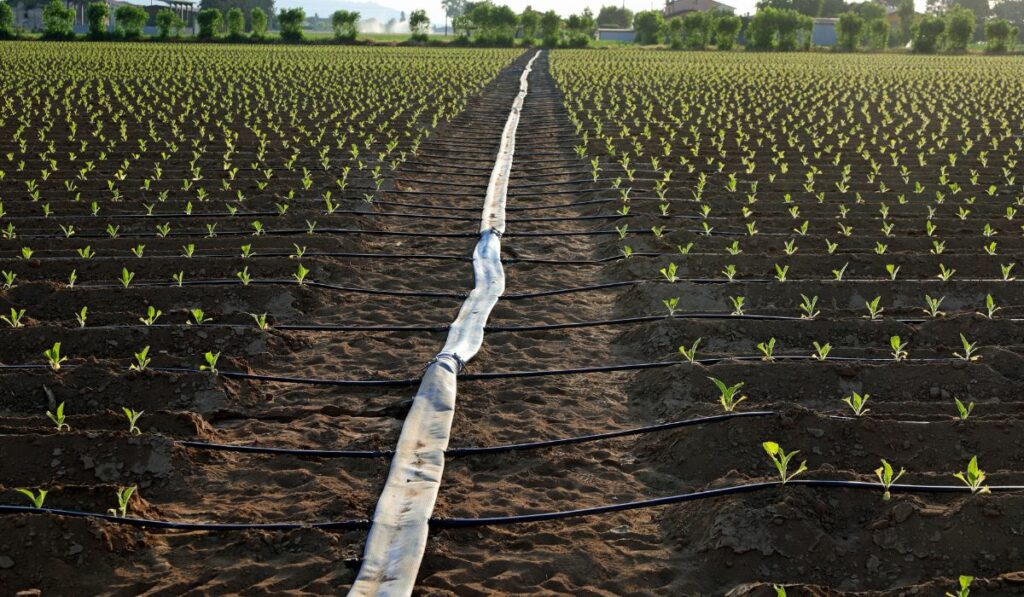 Rubber hose for drip irrigation in the cultivated field and smal