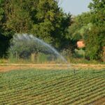 Sprinklers Vs. Drip Irrigation: Which Should You Use?