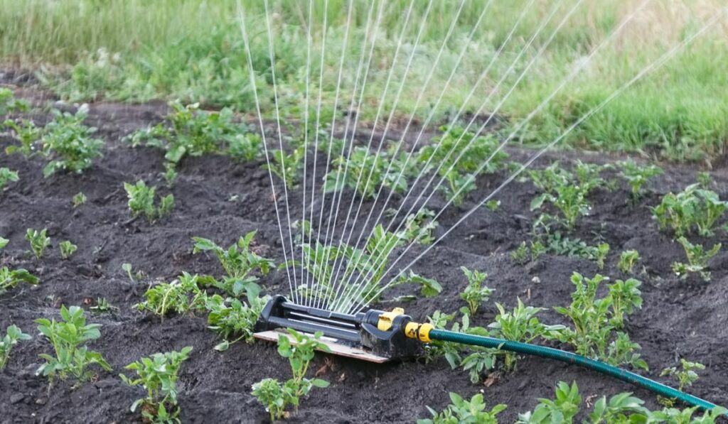 Sprinkler watering potatoes in garden