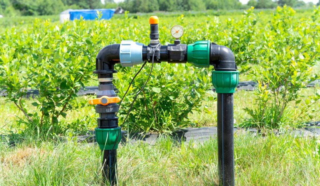 Blueberries field drip irrigation system