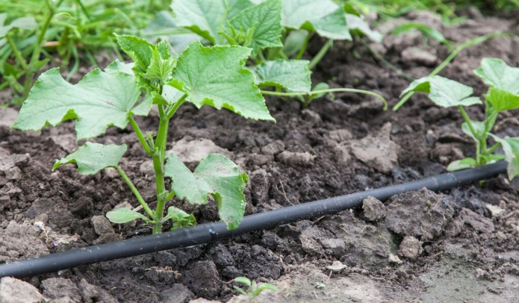 Drip irrigation system