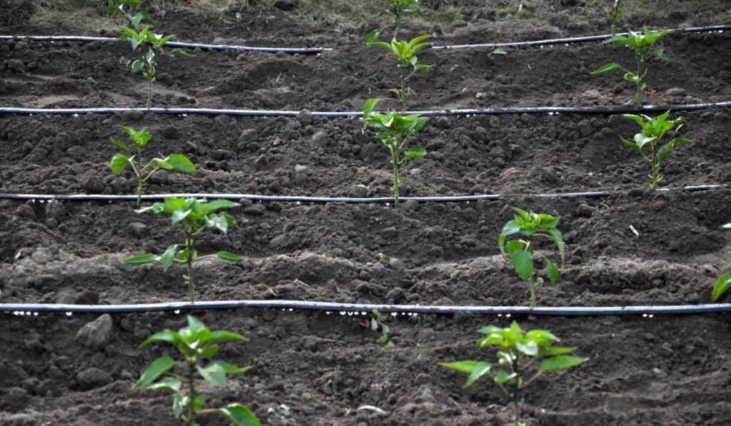 Drip irrigation system when growing vegetables in the open ground