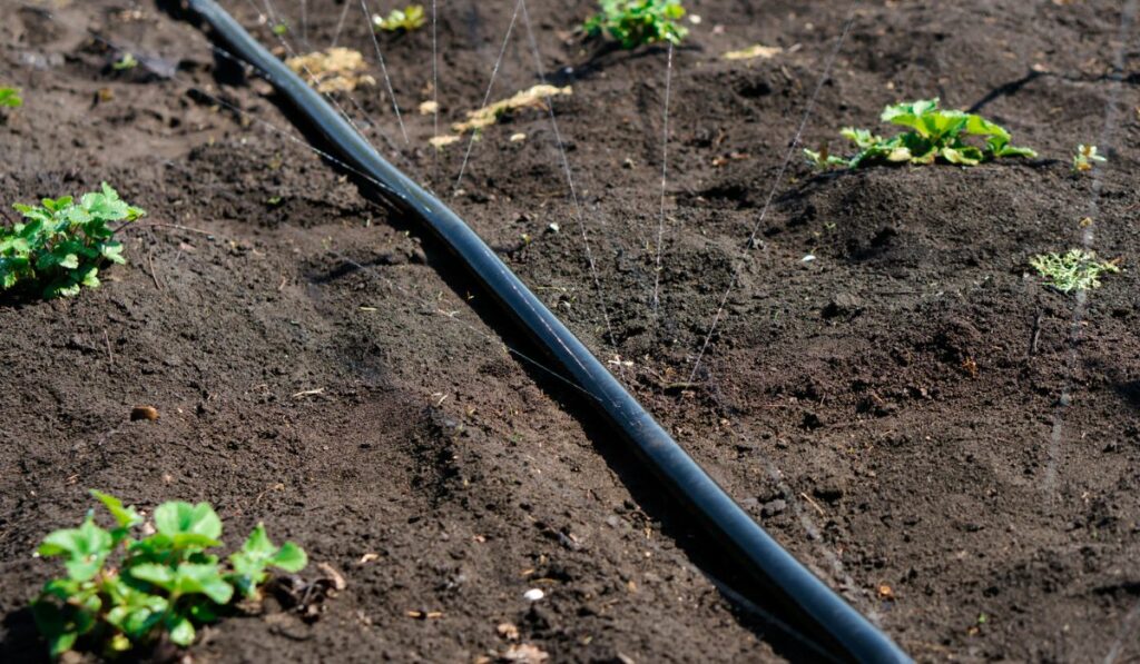 Irrigation hose releases water jets to plants and beds