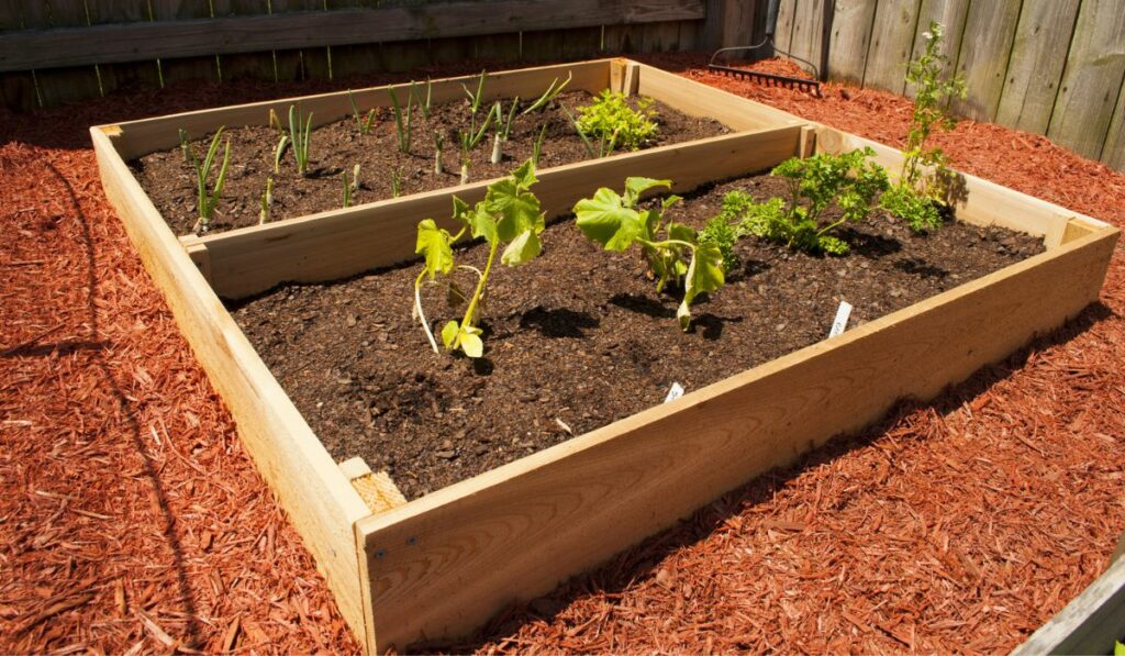 Raised Vegetable Garden