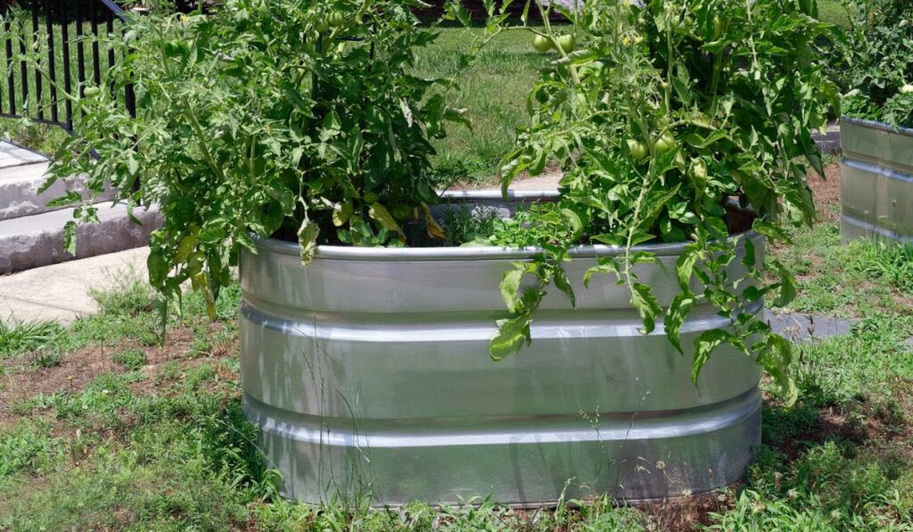 Stock trough growing tomatoes in urban neighborhood